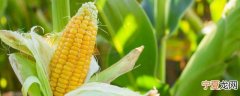 玉米煮多少分钟 玉米煮多长时间才熟呢