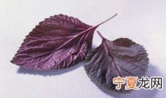 新鲜紫苏怎么保存 这几个方法可以长时间保存紫苏