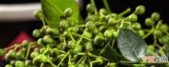 最佳存放新鲜花椒的方法 如何存放新鲜花椒最佳