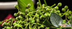 保存新鲜花椒方法 如何保存新鲜花椒呢