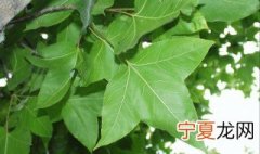 桑叶摘下来怎么保存 这样做桑叶保存时间长