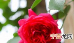 玫瑰叶子上长黑斑咋办 玫瑰叶子上长黑斑怎么解决