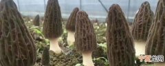 新鲜羊肚菌的保存技巧 新鲜羊肚菌有什么保存方法