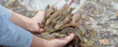 基围虾怎么挑新鲜的 基围虾如何挑选新鲜的呢