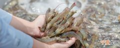 新鲜基围虾怎么保存冰箱一天 新鲜基围虾如何保存可以放冰箱一天呢