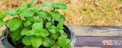 新鲜薄荷存放方法 新鲜薄荷如何存放最佳