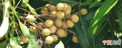 水果可以放冰箱冷冻吗 水果能不能放冰箱冷冻