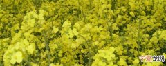 夏天油菜子怎样保存不发霉 油菜籽如何保存