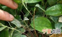 茯苓种植时间和方法 关于茯苓种植时间和方法