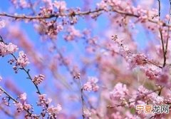 春暖花开的句子，遇见你春暖花开的句子