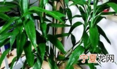 富贵竹水培怎么养才能更旺盛 富贵竹水培如何养才能更旺盛