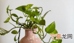 常见的室内观叶植物都包括哪些 什么是室内观叶植物