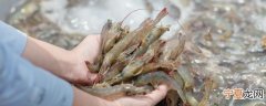 河虾生的可以放冰箱吗 生虾可以放冰箱冷藏吗
