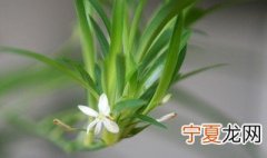 吊兰扦插方法图解 吊兰的扦插方法
