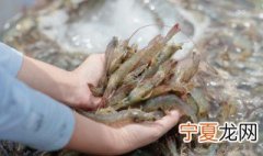 快速生剥沙虾方法 沙虾怎么剥壳