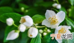 茉莉11月可以修剪吗 茉莉冬季该如何修剪
