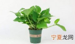 绿萝怎么水培 绿萝水培的方法
