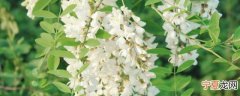 槐花怎么晒干 怎么晒槐花