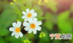 植物呼吸作用释放什么气体 植物呼吸作用释放的气体是什么