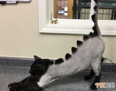 给猫剃毛几个月能恢复，猫剃毛了之后多久能长出来