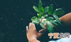 榕树养殖方法 榕树养殖方法是什么
