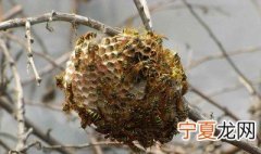 野蜂窝怎么处理才能吃 野蜂窝的做法