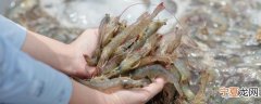 大虾能生吃吗 大虾是否可以生吃呢