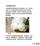白玫瑰的花语是什么，一支白玫瑰的花语是什么