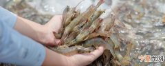 北极甜虾能生吃吗 北极甜虾能不能生吃