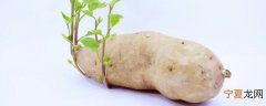 白薯发芽了还可以吃吗 白薯发芽还能吃吗