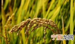 籼稻的储存方法 籼稻怎么储存