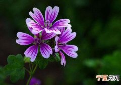 怎样预防花粉过敏 怎样预防花粉过敏的方法