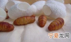蚕蛹怎么处理才能吃 蚕蛹的做法