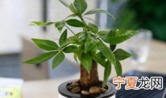 发财树怎么种 发财树如何种植
