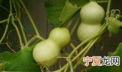 葫芦表面的霉斑怎么处理 葫芦表面霉斑怎么处理
