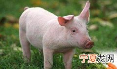 育肥猪的最佳管理方法 育肥猪的最佳管理方法视频