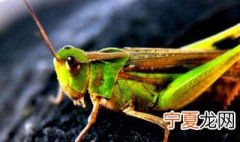 蚂蚱怎么处理才能吃 蚂蚱是什么