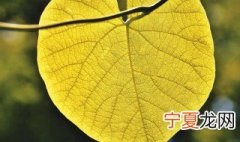 双子叶植物是平行叶脉还是网状叶脉 双子叶植物中哪些植物具有平行脉