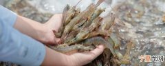 海虾怎样清理又快又干净 大海虾怎么处理干净