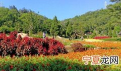 厦门万石植物园有哪些树 厦门万石植物园里有哪些植物