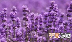薰衣草代表什么意思 薰衣草的象征意义是什么
