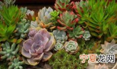 不适合种家里的植物 不适合种家里的植物有哪些