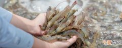 虾储存方法 虾怎么可以储存的时间长