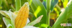 生玉米棒如何保鲜储存 生玉米棒怎样保鲜储存
