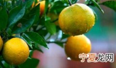 橘和枳是同一物种吗 橘和枳是不是同一物种