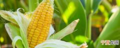 工业玉米如何储存保鲜时间 工业玉米怎样储存保鲜时间