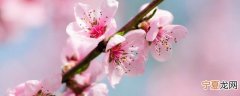 桃花泡酒怎么泡 桃花泡酒方法