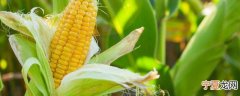 新鲜玉米如何保存最好 新鲜玉米的保存方法介绍