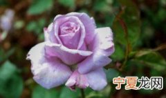 紫玫瑰代表什么意思 紫玫瑰的寓意