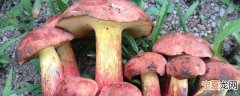 新鲜的牛肝菌如何保存 新鲜的牛肝菌有什么保存方法